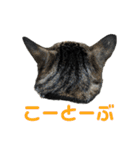 こたとらちょび(その1)（個別スタンプ：37）