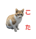 こたとらちょび(その1)（個別スタンプ：38）