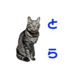 こたとらちょび(その1)（個別スタンプ：39）