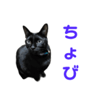 こたとらちょび(その1)（個別スタンプ：40）