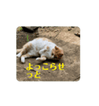 地域猫 スタンプおもち♂くぅ♀黒猫ジーコ（個別スタンプ：1）