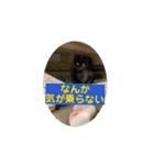 地域猫 スタンプおもち♂くぅ♀黒猫ジーコ（個別スタンプ：5）