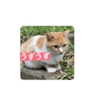 地域猫 スタンプおもち♂くぅ♀黒猫ジーコ（個別スタンプ：8）