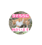 地域猫 スタンプおもち♂くぅ♀黒猫ジーコ（個別スタンプ：13）