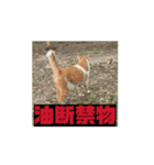 地域猫 スタンプおもち♂くぅ♀黒猫ジーコ（個別スタンプ：14）