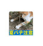 地域猫 スタンプおもち♂くぅ♀黒猫ジーコ（個別スタンプ：15）