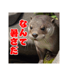 暑い夏の動物たち（個別スタンプ：14）