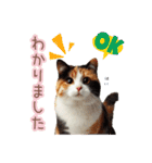 日常スタンプ 三毛猫（敬語）（個別スタンプ：7）