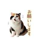 日常スタンプ 三毛猫（敬語）（個別スタンプ：9）