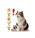 日常スタンプ 三毛猫（敬語）（個別スタンプ：11）