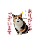 日常スタンプ 三毛猫（敬語）（個別スタンプ：12）