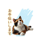 日常スタンプ 三毛猫（敬語）（個別スタンプ：15）