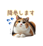 日常スタンプ 三毛猫（敬語）（個別スタンプ：25）