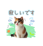 日常スタンプ 三毛猫（敬語）（個別スタンプ：29）