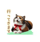 日常スタンプ 三毛猫（敬語）（個別スタンプ：30）