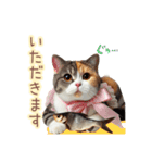 日常スタンプ 三毛猫（敬語）（個別スタンプ：38）