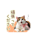 日常スタンプ 三毛猫（敬語）（個別スタンプ：40）