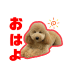 愛犬PoPoのすたんぷ（個別スタンプ：1）