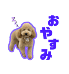 愛犬PoPoのすたんぷ（個別スタンプ：2）