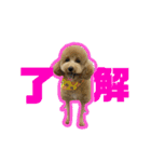 愛犬PoPoのすたんぷ（個別スタンプ：3）