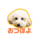 愛犬PoPoのすたんぷ（個別スタンプ：4）