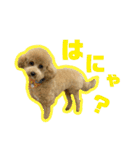 愛犬PoPoのすたんぷ（個別スタンプ：5）