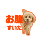 愛犬PoPoのすたんぷ（個別スタンプ：6）