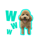 愛犬PoPoのすたんぷ（個別スタンプ：7）