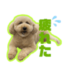 愛犬PoPoのすたんぷ（個別スタンプ：8）