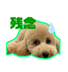 愛犬PoPoのすたんぷ（個別スタンプ：9）