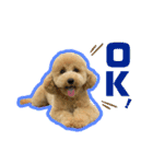 愛犬PoPoのすたんぷ（個別スタンプ：10）