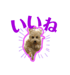 愛犬PoPoのすたんぷ（個別スタンプ：12）