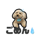 愛犬PoPoのすたんぷ（個別スタンプ：14）