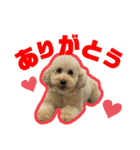 愛犬PoPoのすたんぷ（個別スタンプ：15）