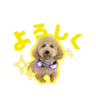 愛犬PoPoのすたんぷ（個別スタンプ：16）
