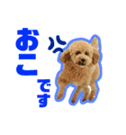 愛犬PoPoのすたんぷ（個別スタンプ：17）
