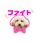 愛犬PoPoのすたんぷ（個別スタンプ：18）