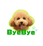 愛犬PoPoのすたんぷ（個別スタンプ：19）