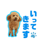 愛犬PoPoのすたんぷ（個別スタンプ：20）