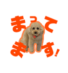 愛犬PoPoのすたんぷ（個別スタンプ：21）