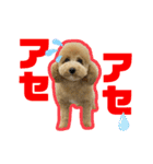 愛犬PoPoのすたんぷ（個別スタンプ：23）