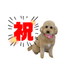 愛犬PoPoのすたんぷ（個別スタンプ：24）