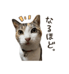 愛猫クルの日常スタンプ（個別スタンプ：21）