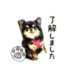 チワワの風太 2024.07.16（個別スタンプ：4）