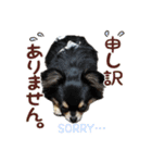 チワワの風太 2024.07.16（個別スタンプ：7）