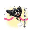 チワワの風太 2024.07.16（個別スタンプ：8）