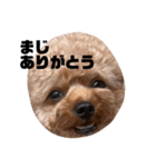 ちゃぼまる2（個別スタンプ：3）