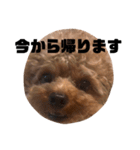 ちゃぼまる2（個別スタンプ：5）