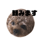 ちゃぼまる2（個別スタンプ：6）