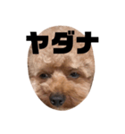 ちゃぼまる2（個別スタンプ：7）